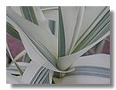 Fotos de Plantas
